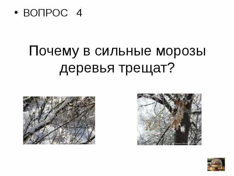 Толстой отчего в Морозы трещат деревья. Деревья трещат от Мороза. Трещат Морозы. Дерево трещит.