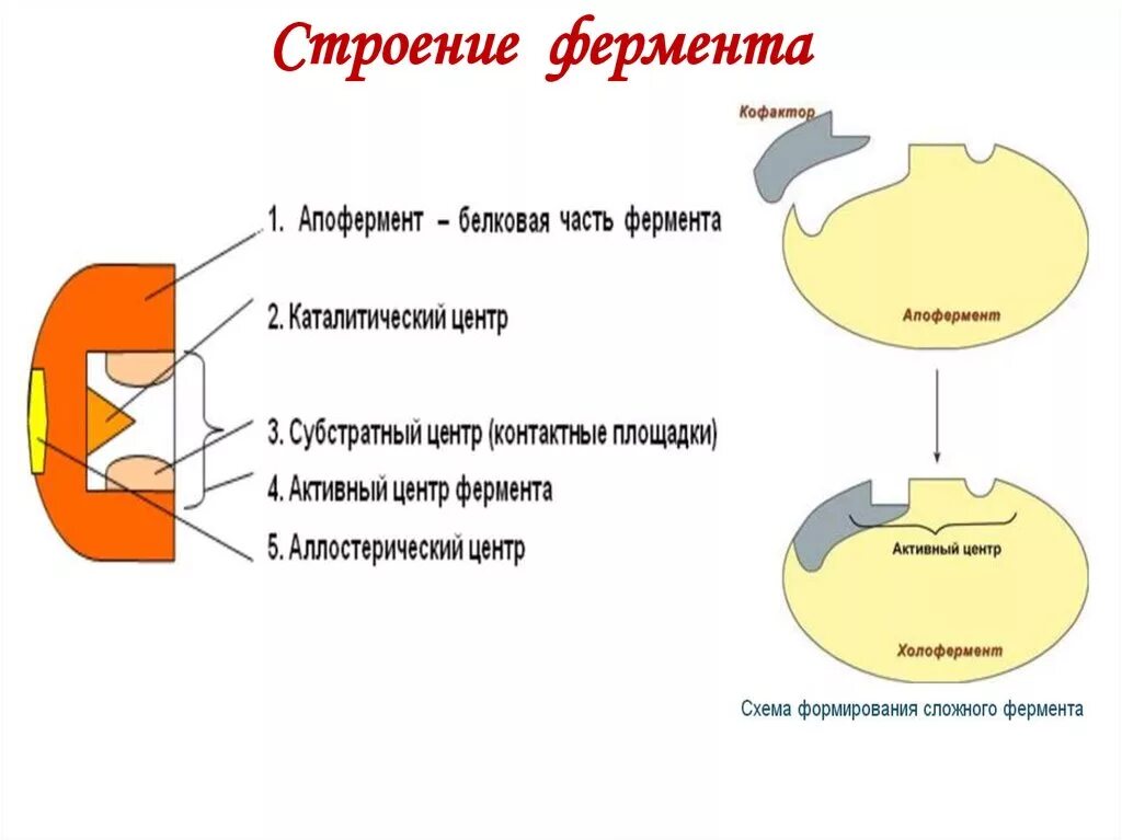 Строение и функции ферментов биохимия. Строение ферментов биохимия структура. Строение фермента схема в биохимии. Общая структура ферментов биохимия.