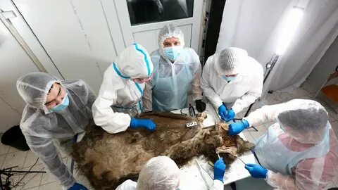 Медведь в якутии 10 ноября 2023