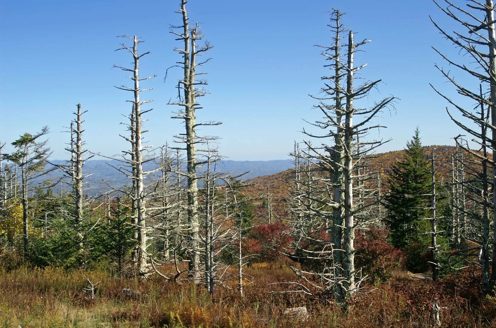 кислотные дожди растения. кислотные водоемы. лес после кислотного дождя. кислотный дождя и осадки. загрязнение воды кислотными дождями.
