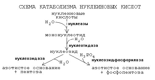 Переваривание нуклеопротеинов и нуклеиновых кислот в жкт. Схема катаболизма нуклеиновых кислот. катаболизм нуклеиновых кислот биохимия. схема распада нуклеиновых кислот. конечный продукт распада нуклеиновых кислот.