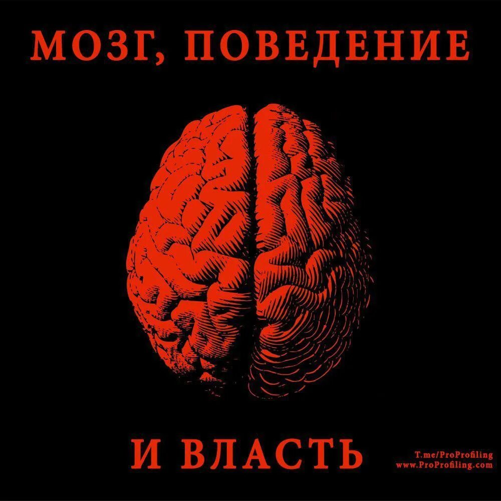 Мозг и поведение. Мозг и поведение человека. Власть мозга. Мозг и поведение колб б..