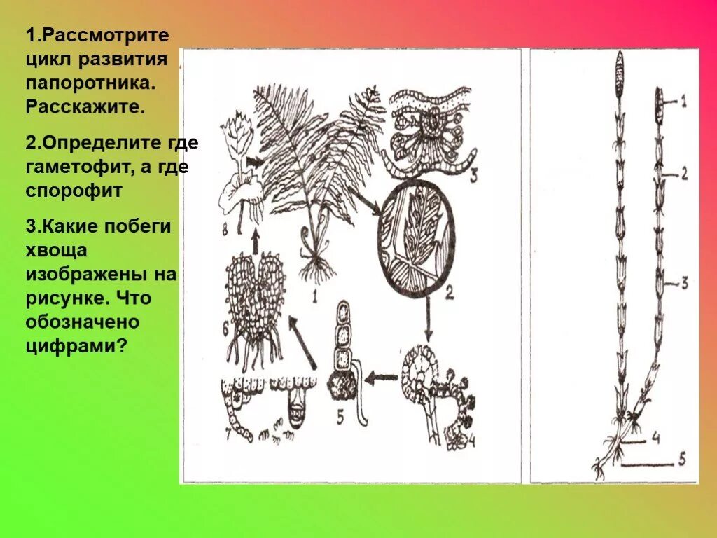 Цикл развития хвоща схема. Цикл развития папоротника схема. Рассмотрите цикл развития папоротника. Цикл развития папоротников хвощей.