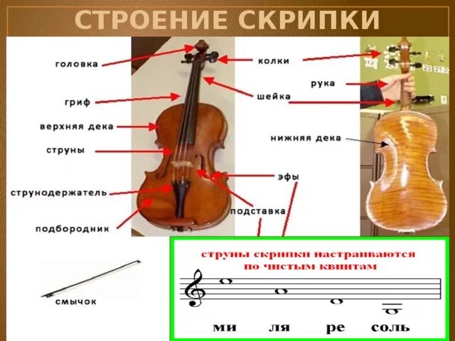 Строение скрипки. Название частей скрипки. Строение смычковых инструментов. Элементы скрипки названия. Как называют скрипку