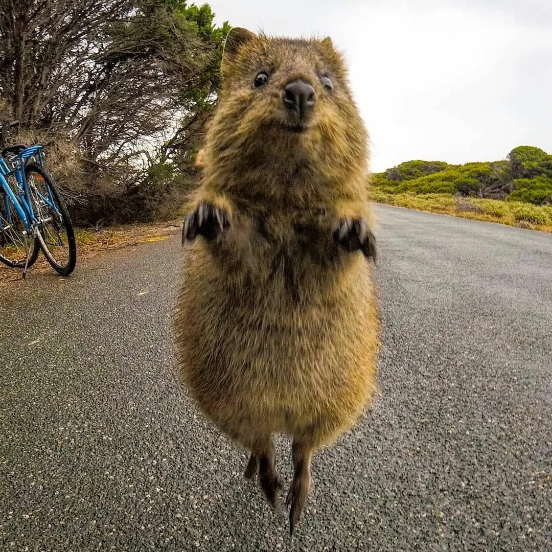 Кенгуру Квокка. Квокка эндемики Австралии. Хан Квокка. Quokka животное. Животные снизу