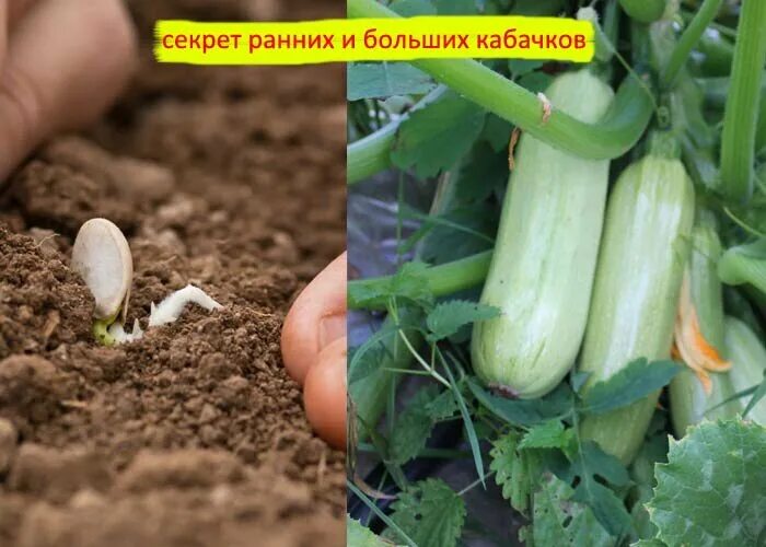 Сколько кабачков сняли с 2 грядок. Кабачки в открытый грунт. Растущие кабачки в открытом грунте. Семена кабачка для посадки. Посадка кабачков в открытый грунт семенами.