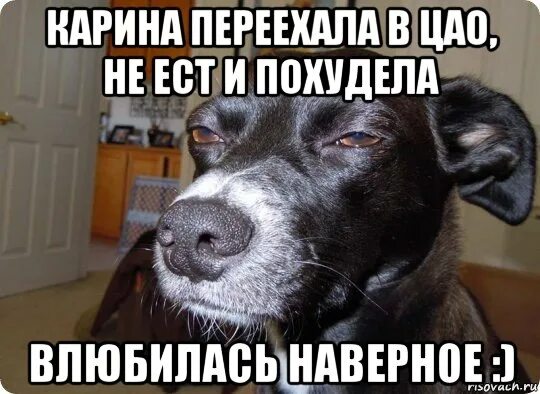 Пес наверное