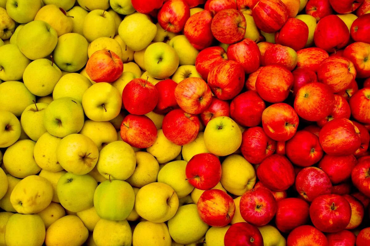 разноцветные яблоки. яблоки красные желтые зеленые. яблоня меринда. яблоки разного цвета. яблоки фон.