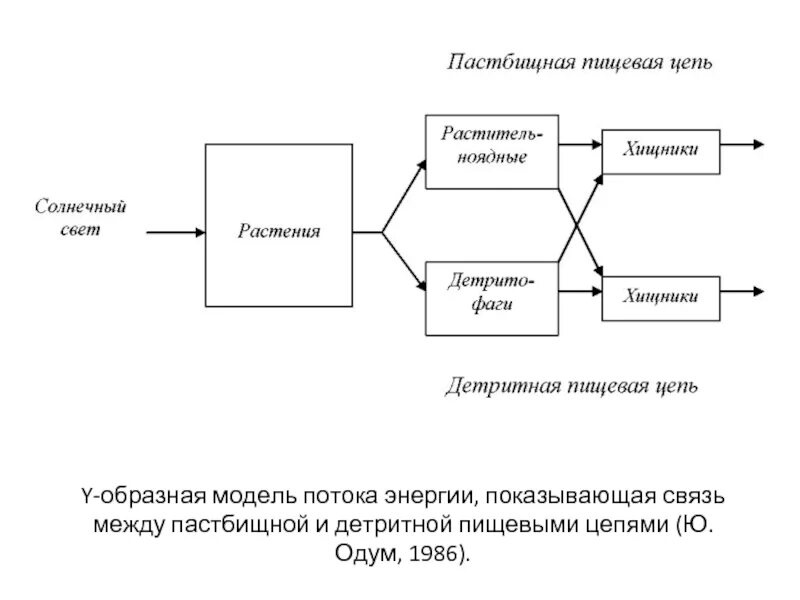 Восстанови последовательность пастбищной пищевой цепи. Схема пастбищные и детритные пищевые цепи. Типы пищевых цепей детритная. Детритная цепь питания и пастбищная цепь. Детритные цепи питания схема.