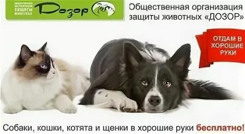 Система организации животных