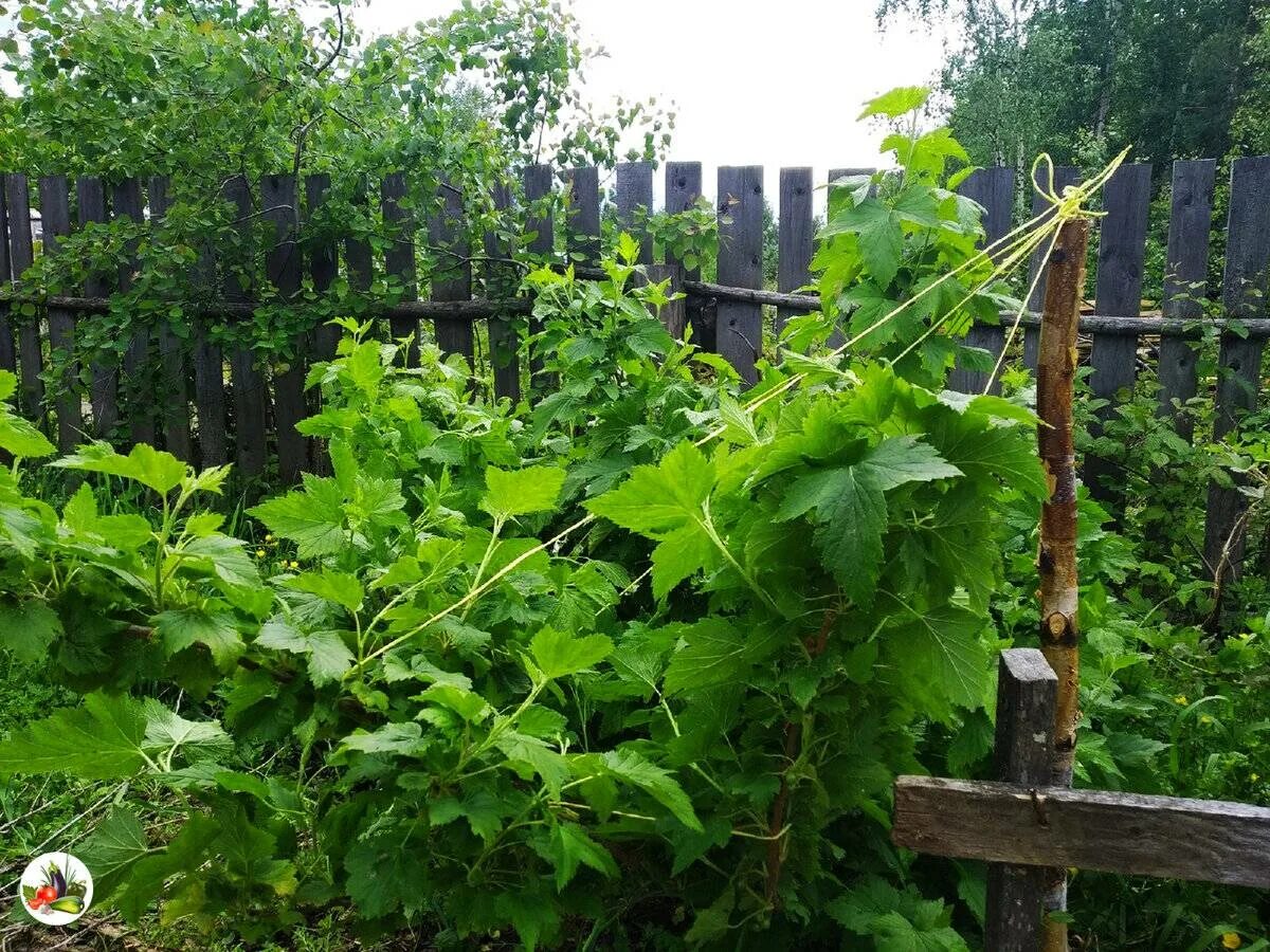 Подвязка кустов смородины. Шпалерная подвязка крыжовника. смородина на шпалере. красная смородина на шпалере.