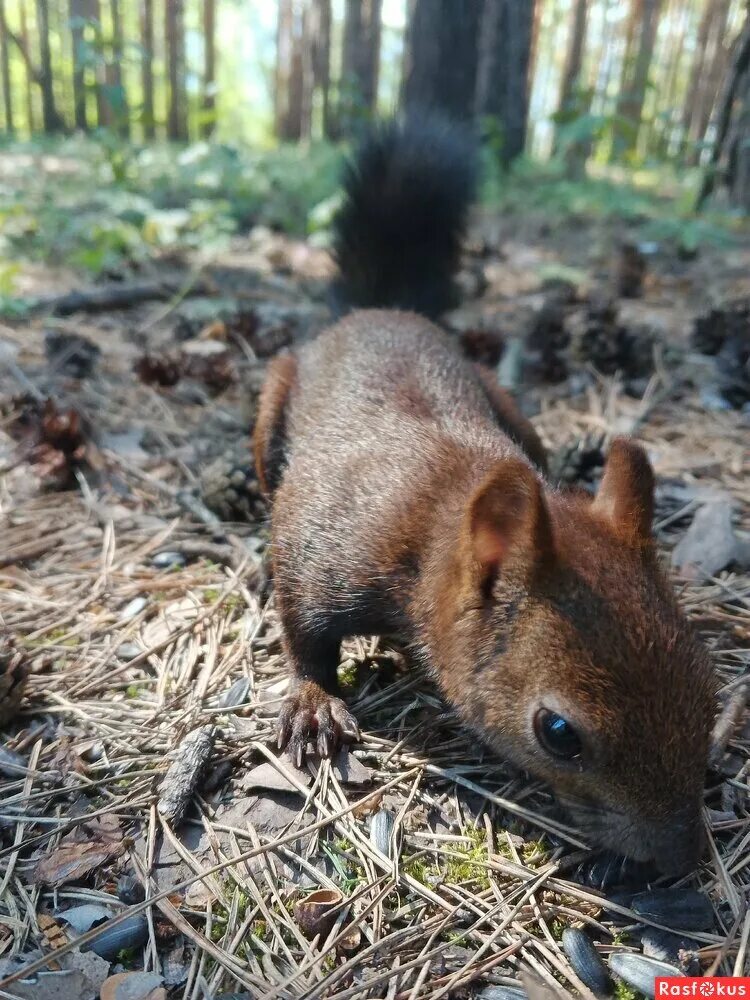 Белка в лесах марий эл. Жила белка в лесу ни. Беличье дупло. Природа с животными. Диктант белка жила белка в лесу.