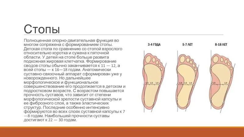 Функции сводов стопы человека. Опорная функция стопы анатомия. Анатомия и функция сводов стопы. Продольный свод стопы анатомия. Строение поперечного свода стопы.