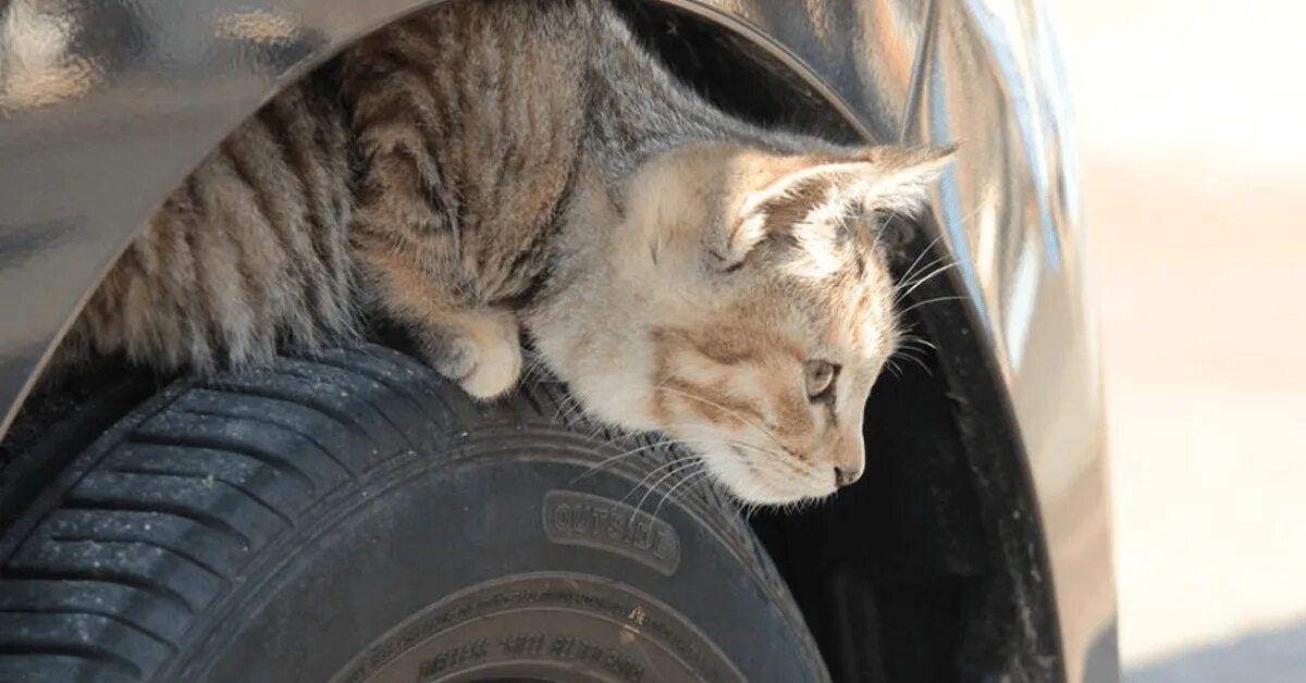 Кошка под капот. Кот на колесе машины. Животные под машиной. Котик в машине. Коты под машиной.