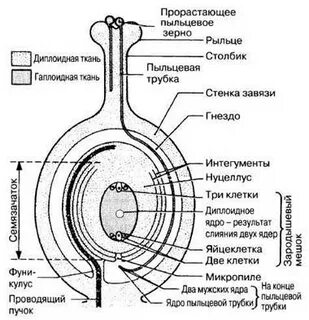 Сколько семязачатков в пестике у малины
