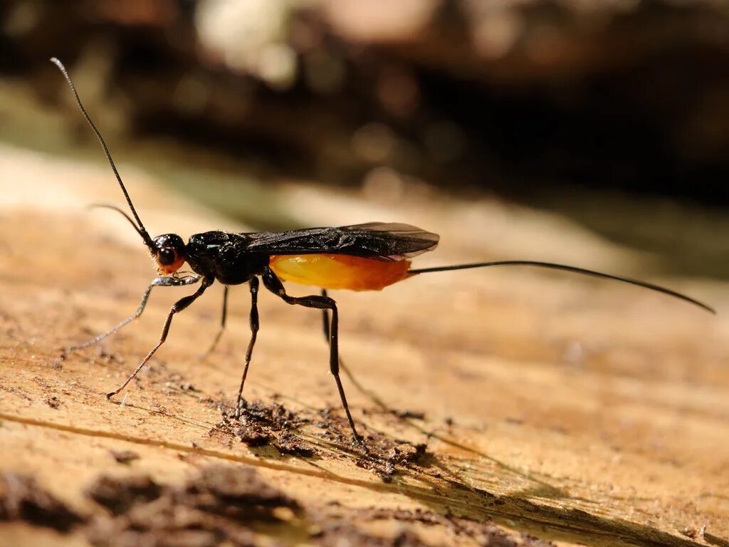 Наездник апантелес. Бракониды (Braconidae). Наездник насекомое браконида. Апантелес беляночный. Апантелес наездник насекомое.