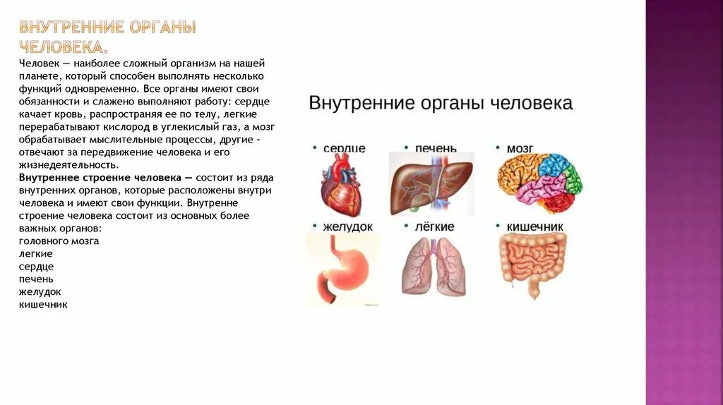 Какой орган является. Внутренние органы человека таблица. Внутреннее строение человека таблица. Расположение основных органов человека. Основные внутренние органы человека для детей.