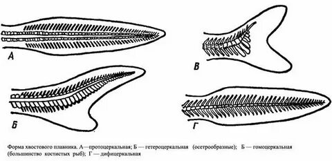 Хвостовой плавник у хрящевых рыб и костных