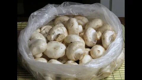 Можно хранить свежие грибы в морозилке