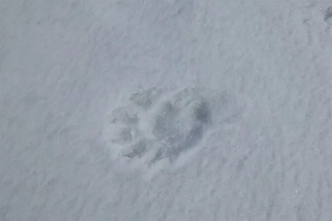 Следы медвежонка на снегу. Следы медведя на снегу. Следы маленького медвежонка на снегу. Отпечаток медведя на снегу.