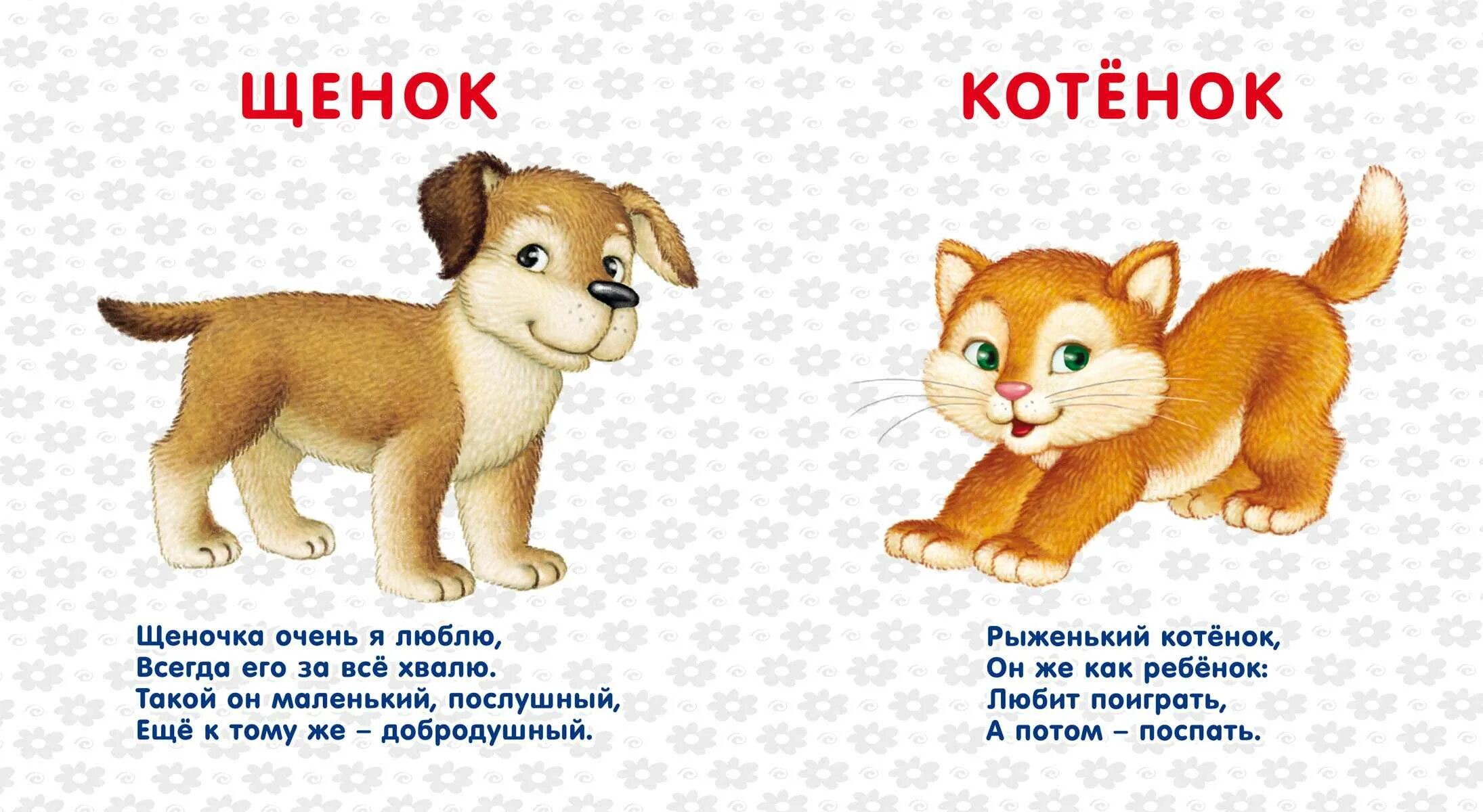 Про животных изучать. Стихи про животных для детей. детские стихи про животных. детские стишки про животных. стишки про животных для детей.