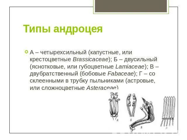 Андроцей
