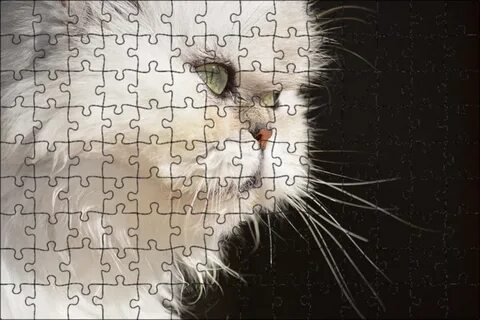 Белый персидский кот