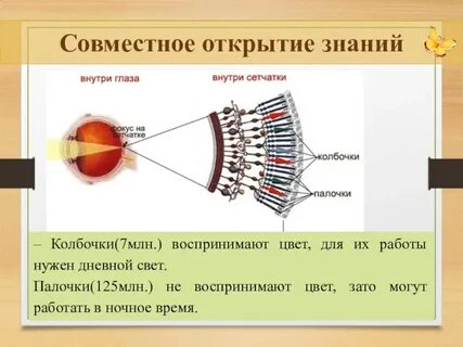 Фоторецепторы находятся в сетчатке