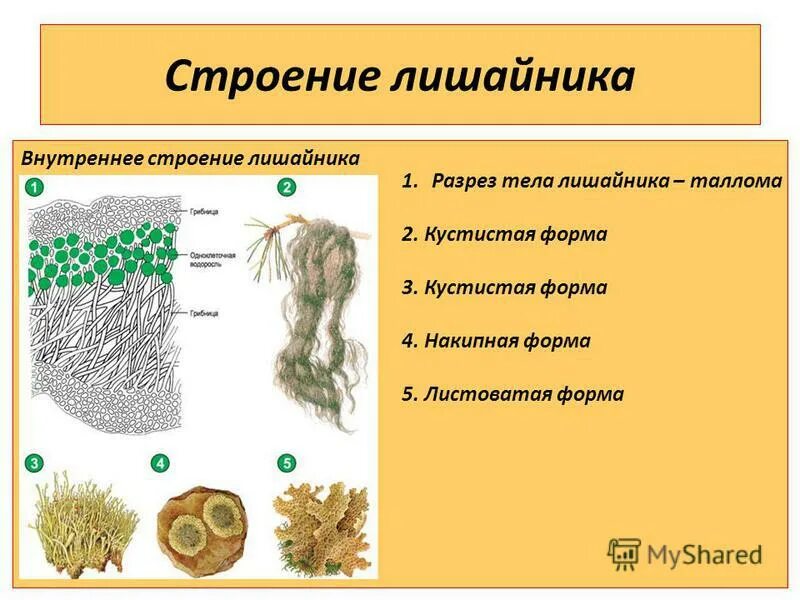 Лишайники строение размножение. Внешнее строение лишайника. Накипные лишайники строение.