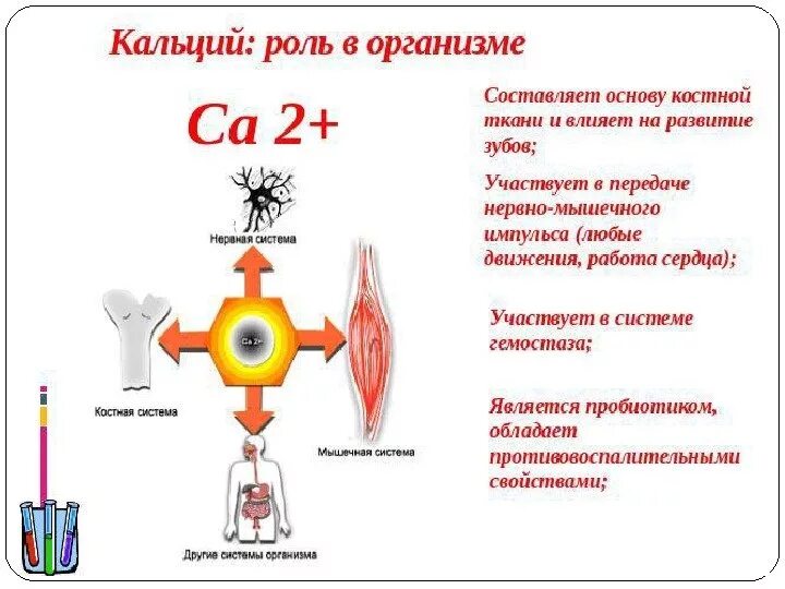 Функции ионов кальция в организме человека. Роль ионов кальция в организме. Биологическая роль кальция в организме человека. Функции кальция в крови.