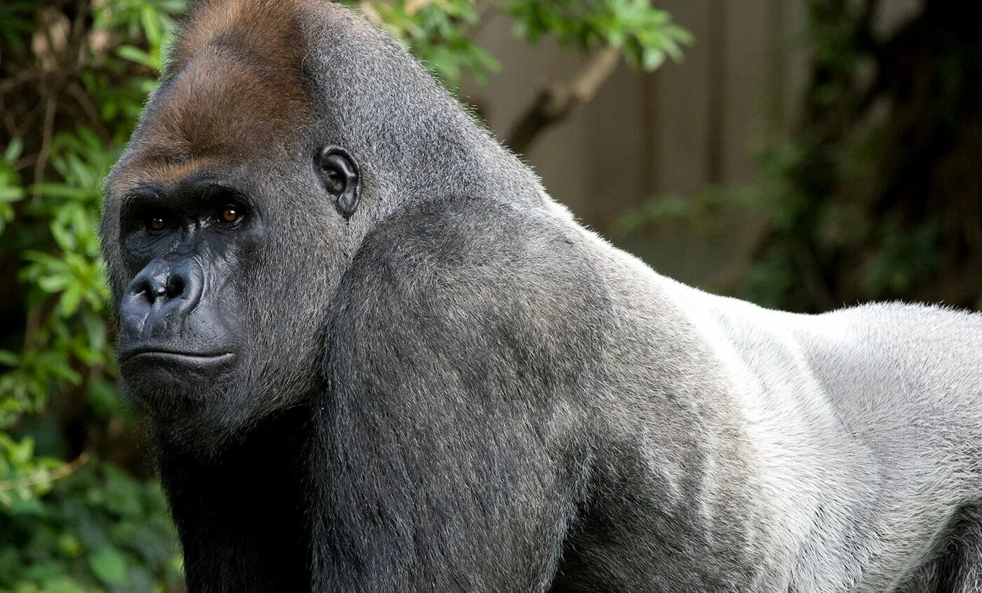 Самая человекообразная обезьяна. Человекообразные обезьяны гориллы. Горилла шимпанзе и орангутанг. Шимпанзе горилла орангутан. Узконосые обезьяны орангутанг.