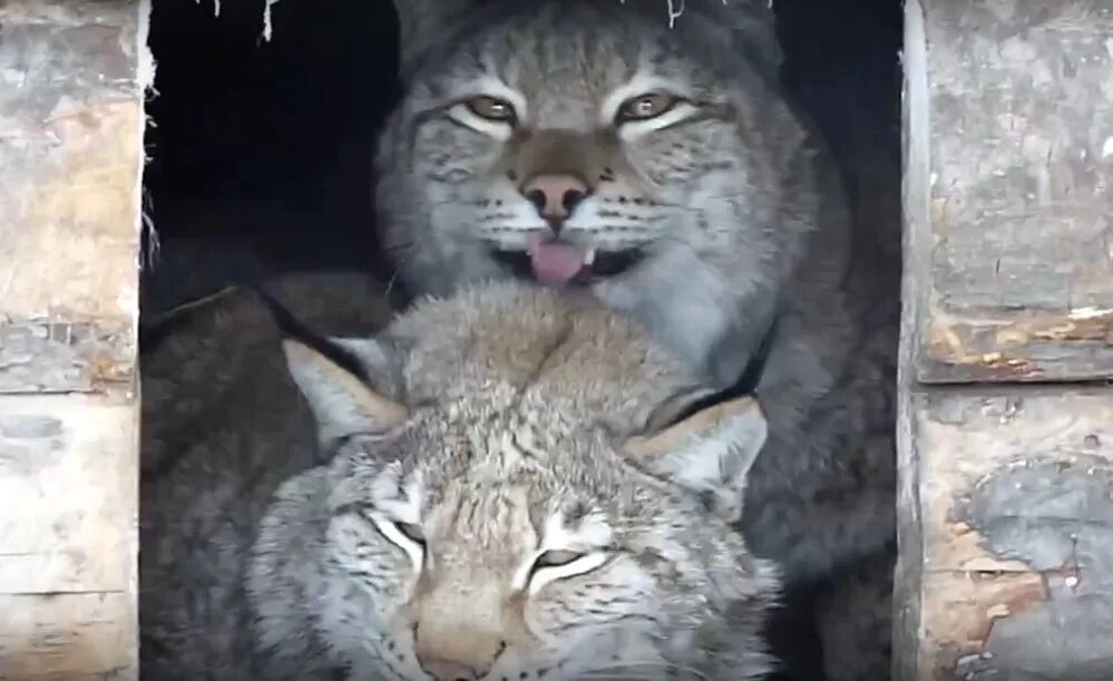Кузя зоопарк