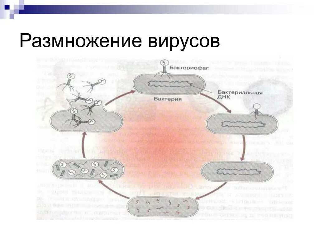 3 как вирусы размножаются. Как размножаются вирусы схема. этапы размножения вирусов. составьте схему размножения вируса. фазы размножения вирусов микробиология.