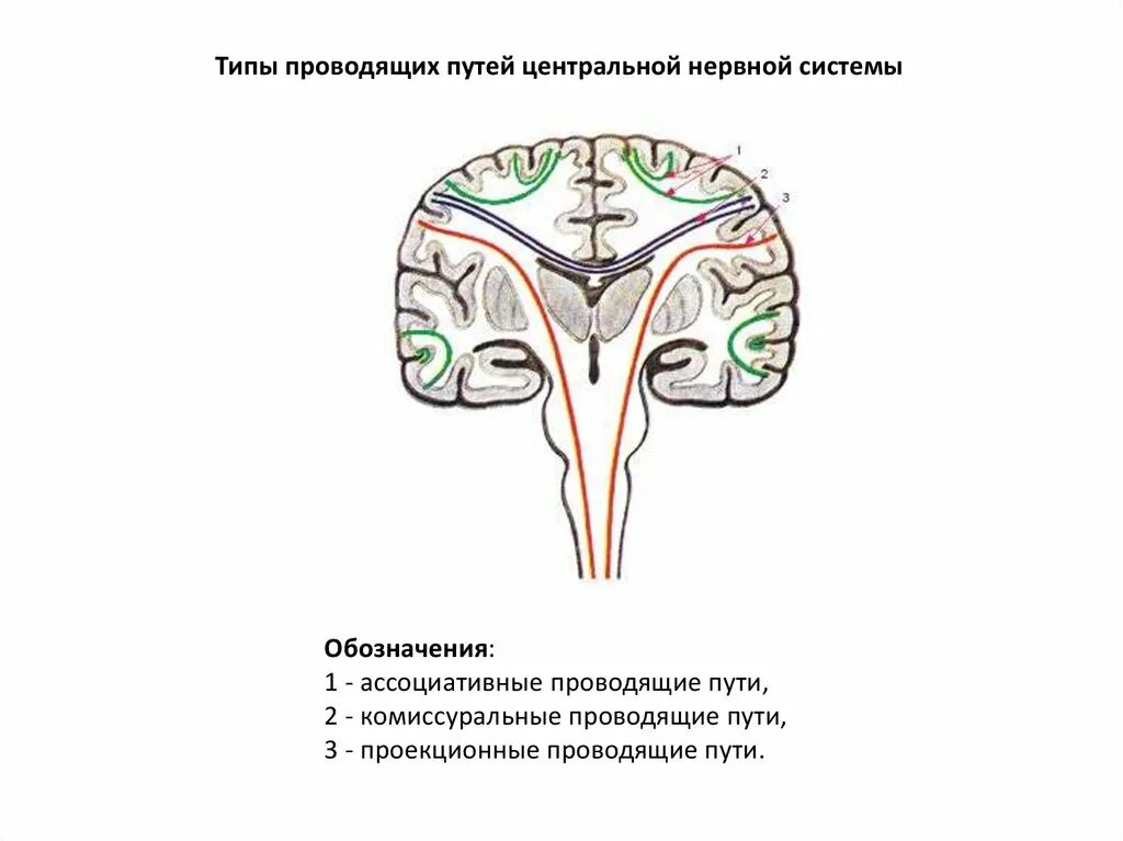 Проводящие системы головного мозга. Проводящие пути ЦНС схема. Классификация проводящих путей головного мозга. Проекционные проводящие пути ЦНС. Классификация проводящих путей ЦНС анатомия.