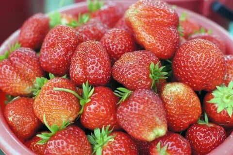 Клубника машенька описание отзывы