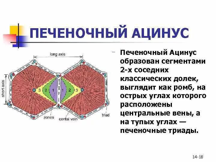 Триада печени. Строение печеночной дольки гистология. Строение ацинуса печени. Строение дольки ацинус печени. Портальная долька и ацинус печени гистология.