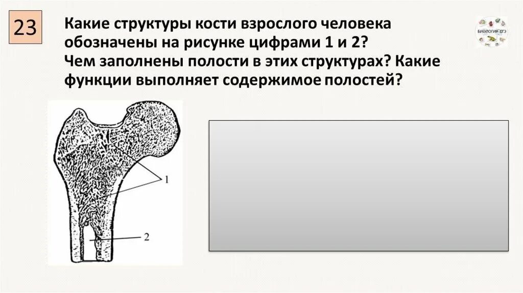 На рисунке изображено строение кости