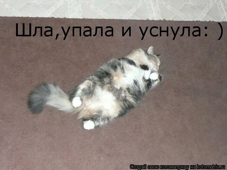 Котики приколы до слёз. Шел упал очнулся. Шел, споткнулся, упал, очнулся. Going to fall. Падать и вставать цитаты.