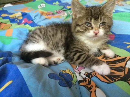 Котенок полтора месяца