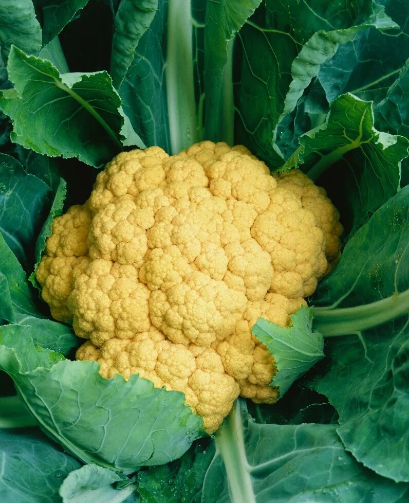 Cauliflower head, whole raw natural. Cauliflower puree, Cauliflower fried rice r