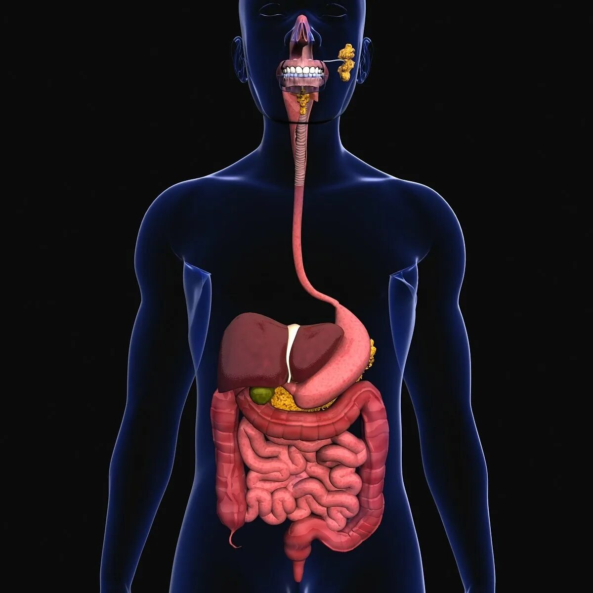 Легкое переваривание пищи. Пищеварительная система анатомия 3д модель. Органы пищеварительной системы 3д. 3 Пищеварительной системы анатомия. Анатомия ЖКТ человека в 3д.