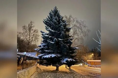 Что ж под елкою высокой