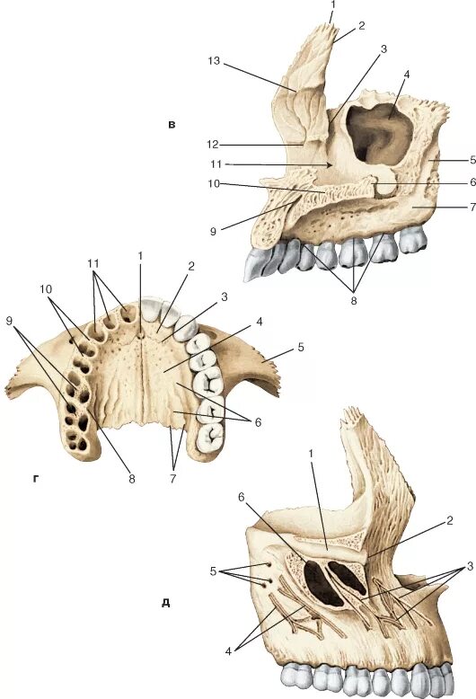 Клыковая ямка. Скуловой отросток верхней челюсти. Решетчатый гребень верхней челюсти. Верхнечелюстная расщелина верхней челюсти. Небный отросток верхней челюсти анатомия.