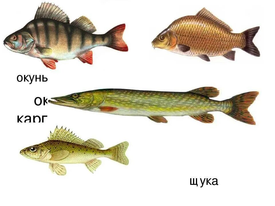 Водоросли карась щука. Окунь щука Карп карась сом лещ Ерш. Рыбы щука карась окунь. Окунь щука сом карась Ерш. ( Щука, сом, окунь, карась.).