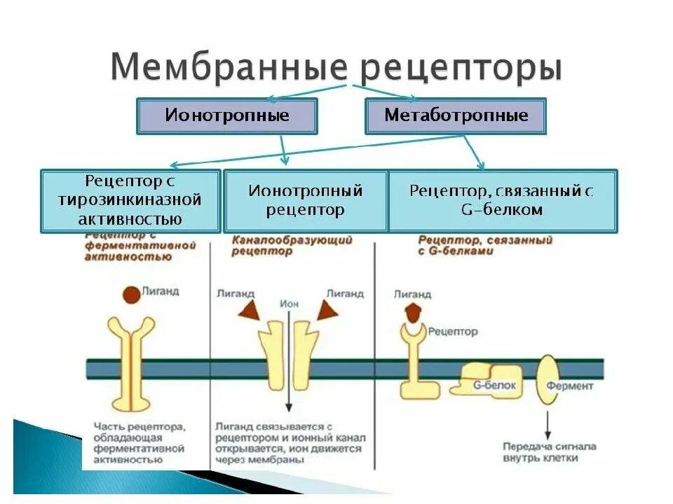 Классификация мембранных рецепторов. Типы рецепторов клеточной мембраны. Общая характеристика мембранных и внутриклеточных рецепторов. Мембранные рецепторы с тирозинкиназной активностью.