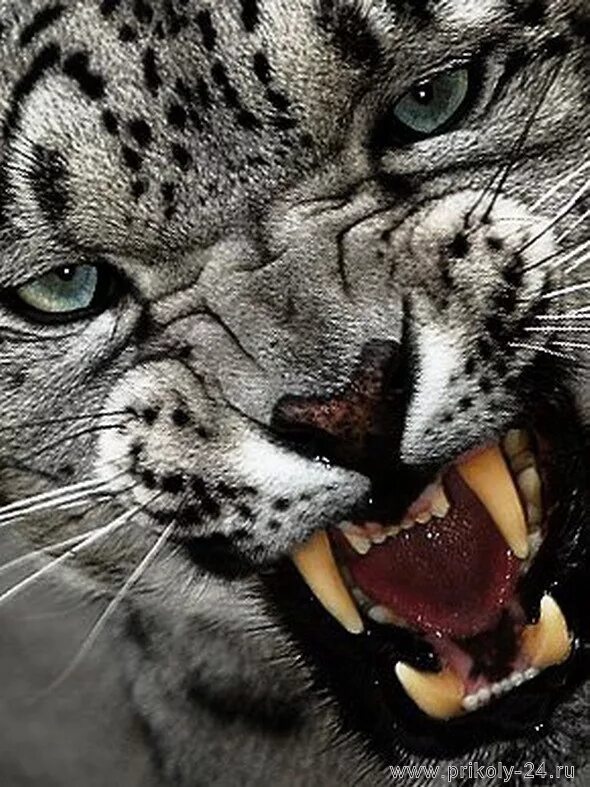 Пантера оскал сбоку. Злой волк. Пантера, оскал пантеры. Оскал ягуара. Картинки оскал.
