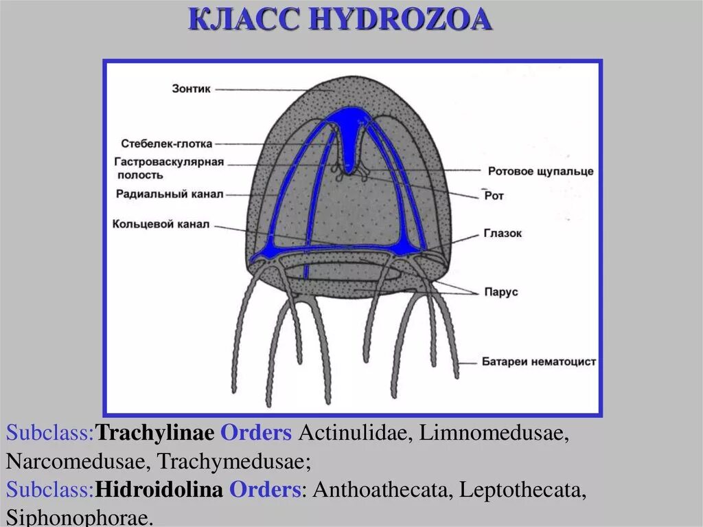 Строение гидромедузы. Класс гидрозои. Строение гидроидной медузы. Гидроидные (Hydrozoa). Кольцевой канал