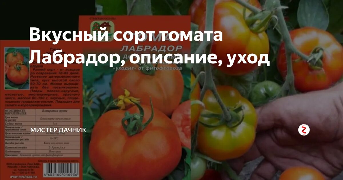Томат лабрадор улучшенный. Сорт томата лабрадор. Семена томат лабрадор. Томат лабрадор описание.