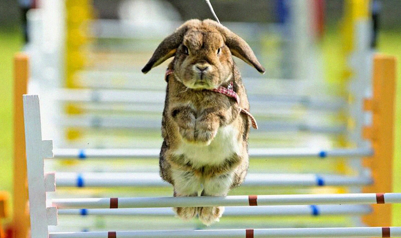 дикий заяц русак. бегающий зайчик. заяц русак заяц русак. заяц русак бежит.