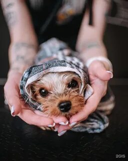 Barberdog